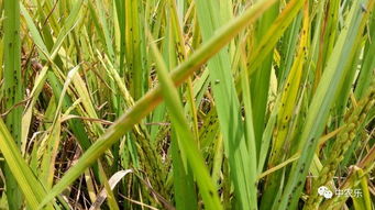 绿色农药的挑战