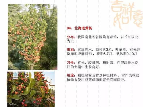 本地户口的藤本植物