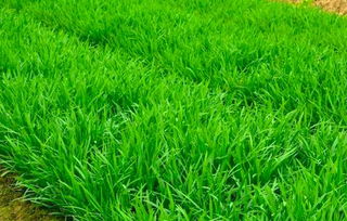 韭菜最佳种植时间为秋季，如何科学种植才能保证丰收呢