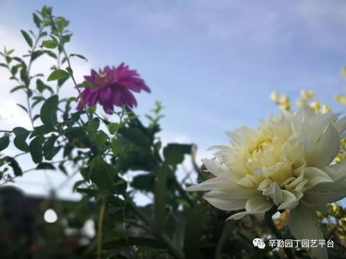 夏日的温暖守护者