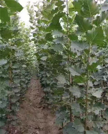 惯与4年小叶黄杨球的价格