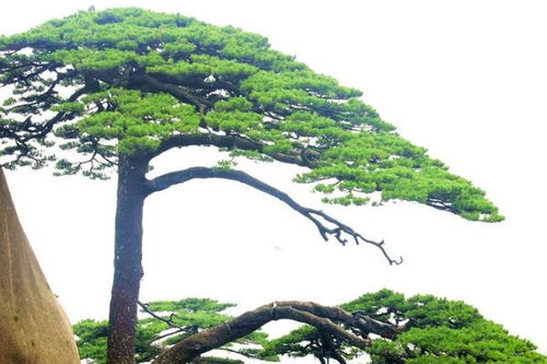 水杉树的种植与护理