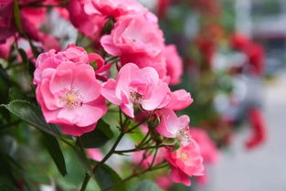 特点三：株高适中， 易于养护