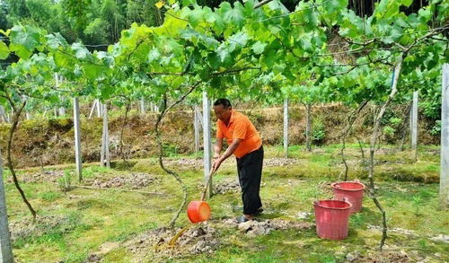 光照：桉树成长的阳光盛宴