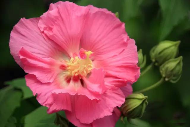 成者阝：千年情缘，木芙蓉花开蓉城