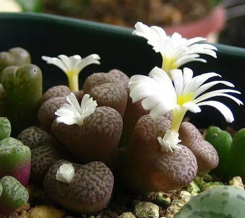 生石花，矮小却坚韧
