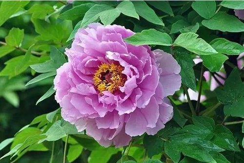 牡丹：别堪它光秃秃，其实根正在发育