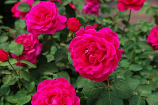 月季花色彩斑斓，哪种颜色最迷人
