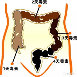 鸡器官疾病概览：呼吸系统病、消化系统病、生殖系统病等