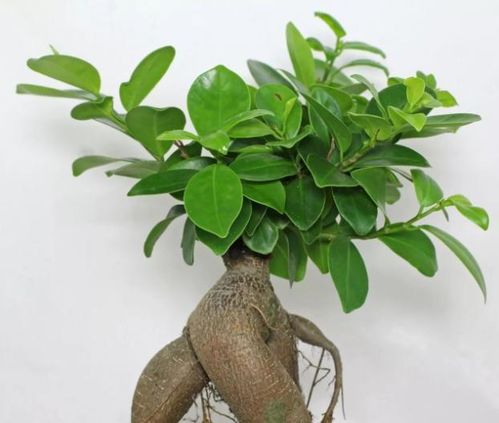 人参榕叶，根深叶茂