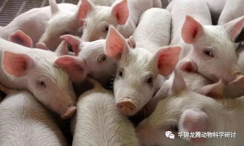 黑水虻幼虫：仔猪营养佳品