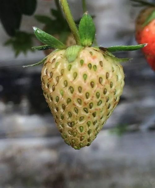 草莓花受害，蓟马是元凶？怎么办？