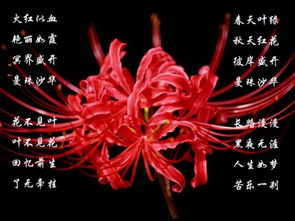 彼岸花开人相随，哪里能遇见如此美景