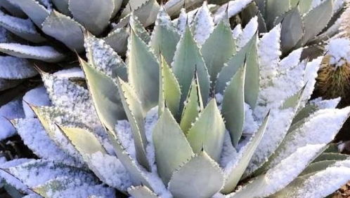 竹竿搭棚，遮风挡雪