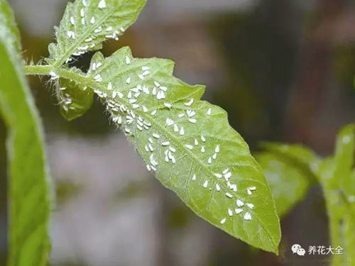 性价比高的农药，我该买哪个呢？