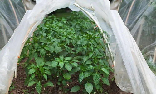 第五步：遮阳保平安