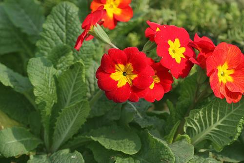 云南冬季耐寒花卉大盘点