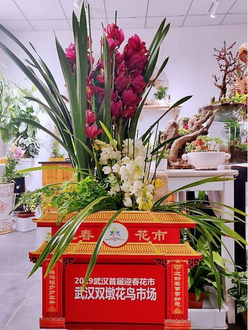 这些会说话的花草，用绽放的热闹诉说着新春的期盼