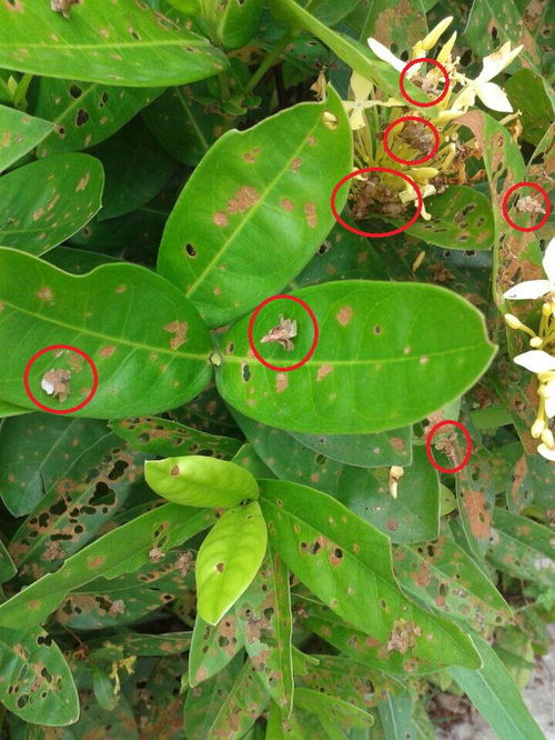 平安树里发现虫子，如何有效除虫