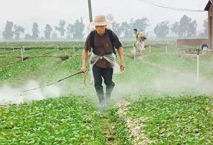 喷农药地种菜，健康大揭秘？