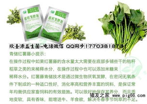 红薯秧作为饲料，小麦饲料包制作方法与魔法结合，有哪些独特技巧？