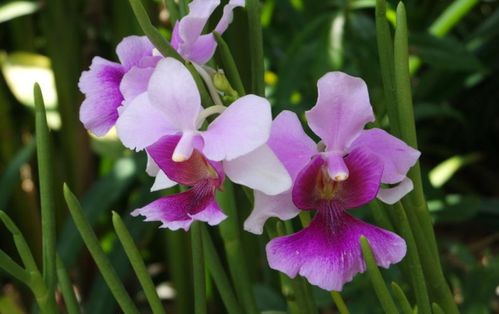 新加坡国花的起源