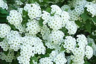 盆栽六月雪耐寒温度揭秘