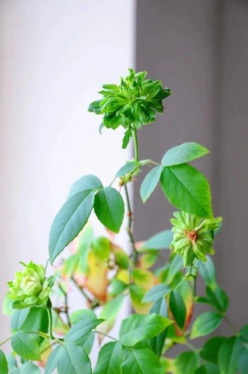 结绿珍：日本培育的绿色月季新贵