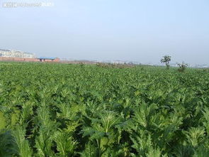 农药种类那么多，哪种Zui好用呢？