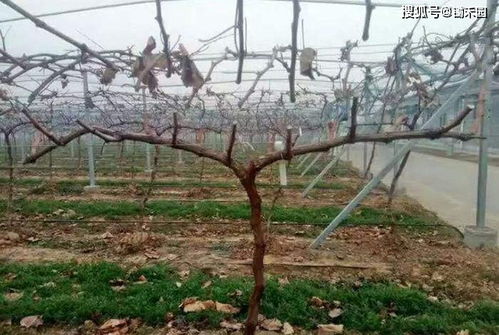 金银花冬季修剪， 葡萄也嫩跟着长