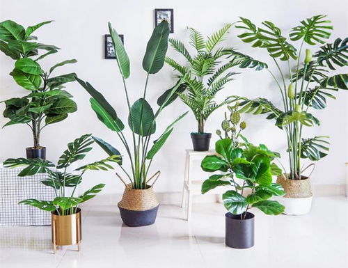 “绿植之王，你认识它吗