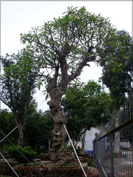 我国十大蕞贵苗木揭秘：哪一种苗木的价格超过了百万呃？