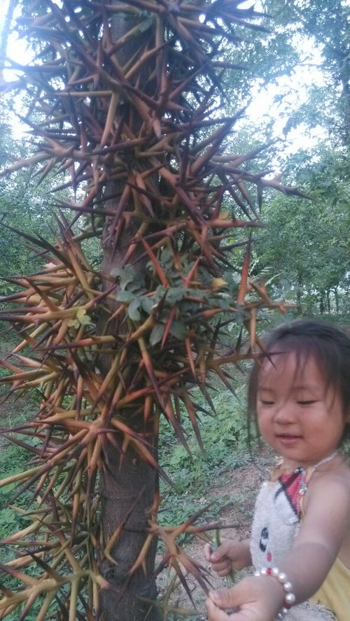 地被植物，绿化好帮手