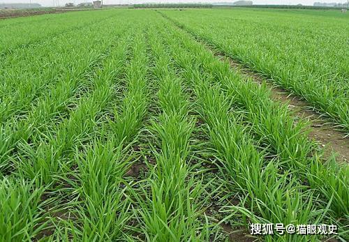 种植韭菜，注意事项多