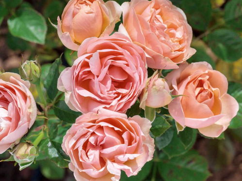 符号月季,一朵有故事的月季