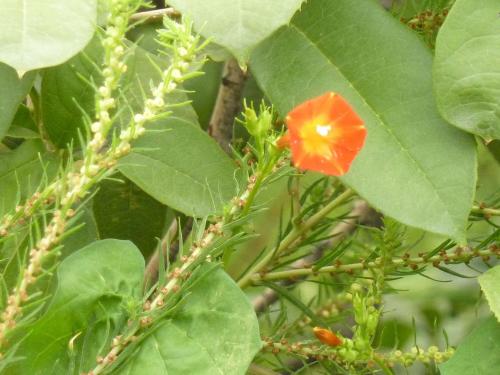 牵牛花附近的除草剂影响大不大