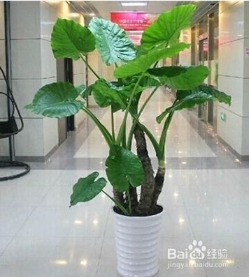 “滴水观音分盆分株的最佳时间和具体方法是什么