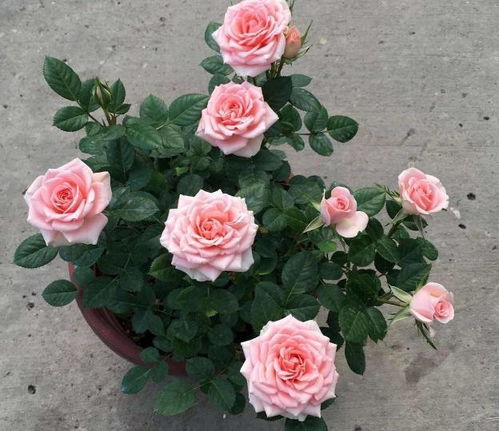 月季的繁殖方式