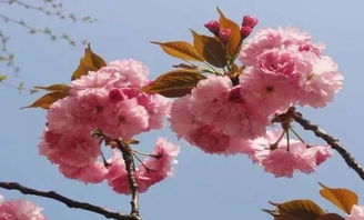 “请问‘八重樱’这种樱花品种的特点和观赏价值是怎样的