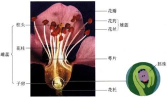 花的基本结构包括哪些部分？能否详细解释一下花瓣、花蕊、花托等各个部分的功能和作用