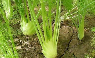 二、茴香香菜：虫子不喜欢，阳台种植好伙伴