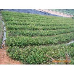 广西茶油基地：江西茶油树苗供应，电话咨询直达