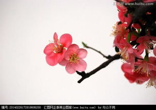 梅花的花瓣：五角星的秘密