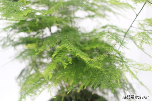 文竹的适应Neng力