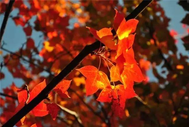 秋天的收获与生命的价值