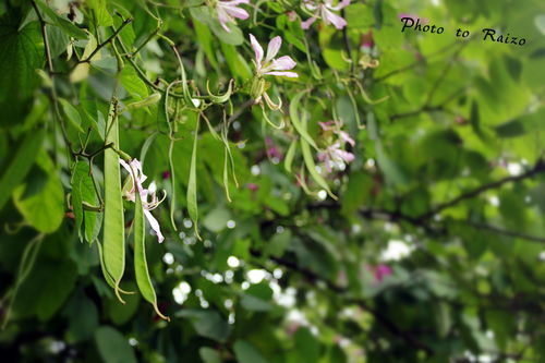 花开花落， 时间有讲究