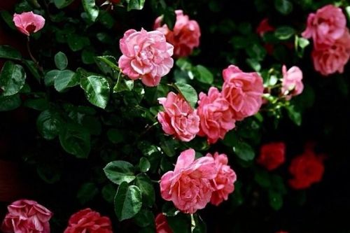 蔷薇喜光需修剪