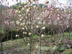 寻香之旅：8-15公分分红的白黄玉兰