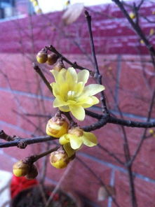 狗牙梅种子：播种希望， 收获美好