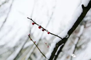 腊梅傲雪，冬天的温暖